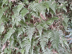 Metathelypteris gracilescens