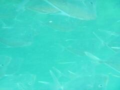 Caranx sexfasciatus