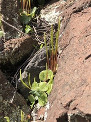 Peperomia polycephala