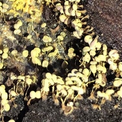 Physarum viride