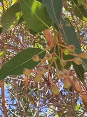 Corymbia ficifolia