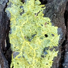 Physarum viride