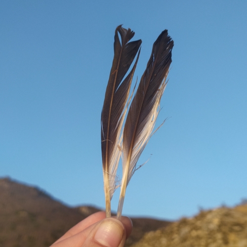 Plume de Puffin de Scopoli