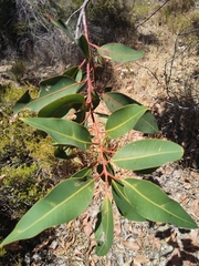 Corymbia ficifolia