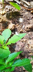 Leptosia nina