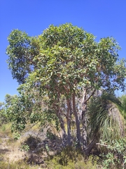 Corymbia ficifolia