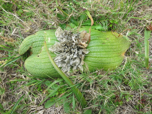 Massonia pustulata