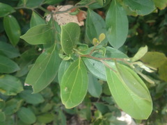 Cryptocarya triplinervis