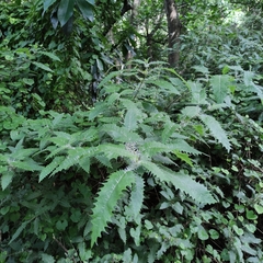 Urtica ferox