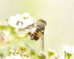 Scaptia
