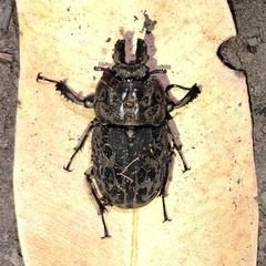Ryssonotus nebulosus