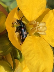 Astylus subannulatus