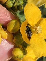 Astylus subannulatus