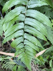 Dryopteris scottii