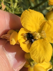 Astylus subannulatus