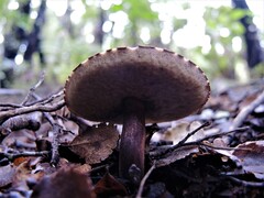 Tylopilus formosus
