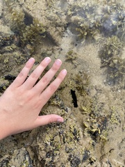 Holothuria leucospilota