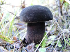Tylopilus formosus