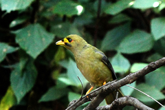 Manorina melanophrys