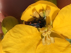 Astylus subannulatus