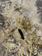 Holothuria leucospilota