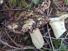 Russula olivacea