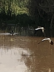 Fulica ardesiaca