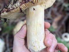 Russula olivacea