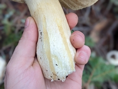 Russula olivacea