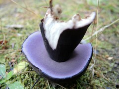 Tylopilus formosus