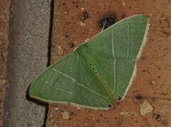 Urolitha bipunctifera