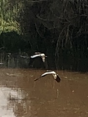 Vanellus resplendens