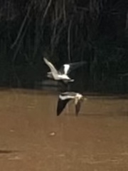 Vanellus resplendens