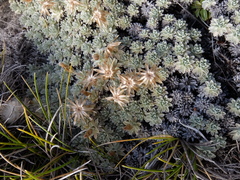 Argyrotegium nitidulum