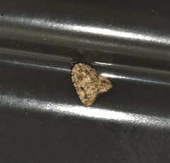 Tolpia conscitulana