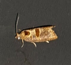 Glyphidoptera insignana