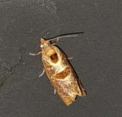 Glyphidoptera insignana