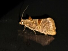 Glyphidoptera insignana