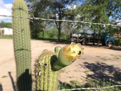 Pilosocereus pachycladus