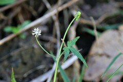 Hydrocotyle geraniifolia