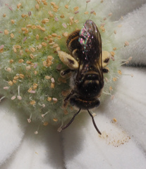 Lipotriches australica