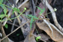 Hydrocotyle geraniifolia