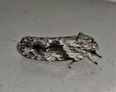 Agriophara confertella