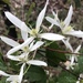 Common Clematis - Photo (c) Ann Bentley, some rights reserved (CC BY), uploaded by Ann Bentley