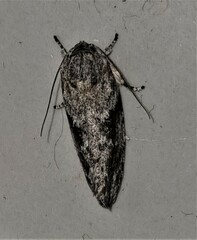 Agriophara confertella