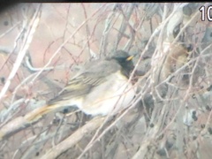 Turdus atrogularis × ruficollis
