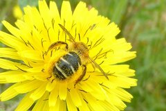 Dasypoda hirtipes