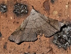 Esthlodora versicolor