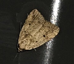 Tolpia conscitulana