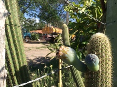 Pilosocereus pachycladus